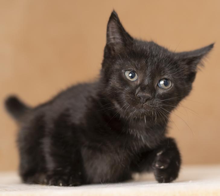 Stowaway, Adopted, Kitten Female Domestic Short Hair.