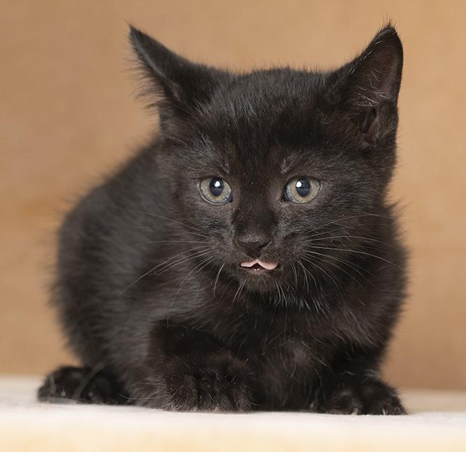 Enlarge Stowaway, a Adopted Domestic Short Hair in Chicago, IL image 4/4