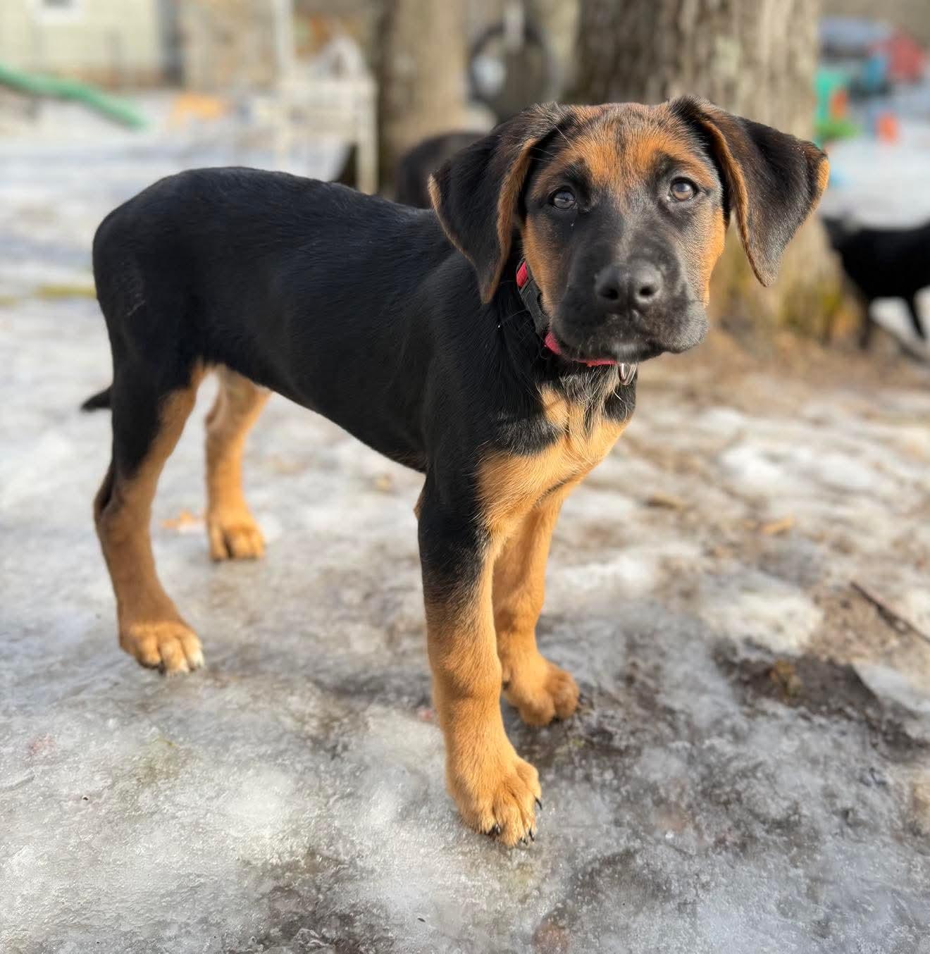 Enlarge Suzy , a Adoptable Mixed Breed in Argyle, NY image 1/6