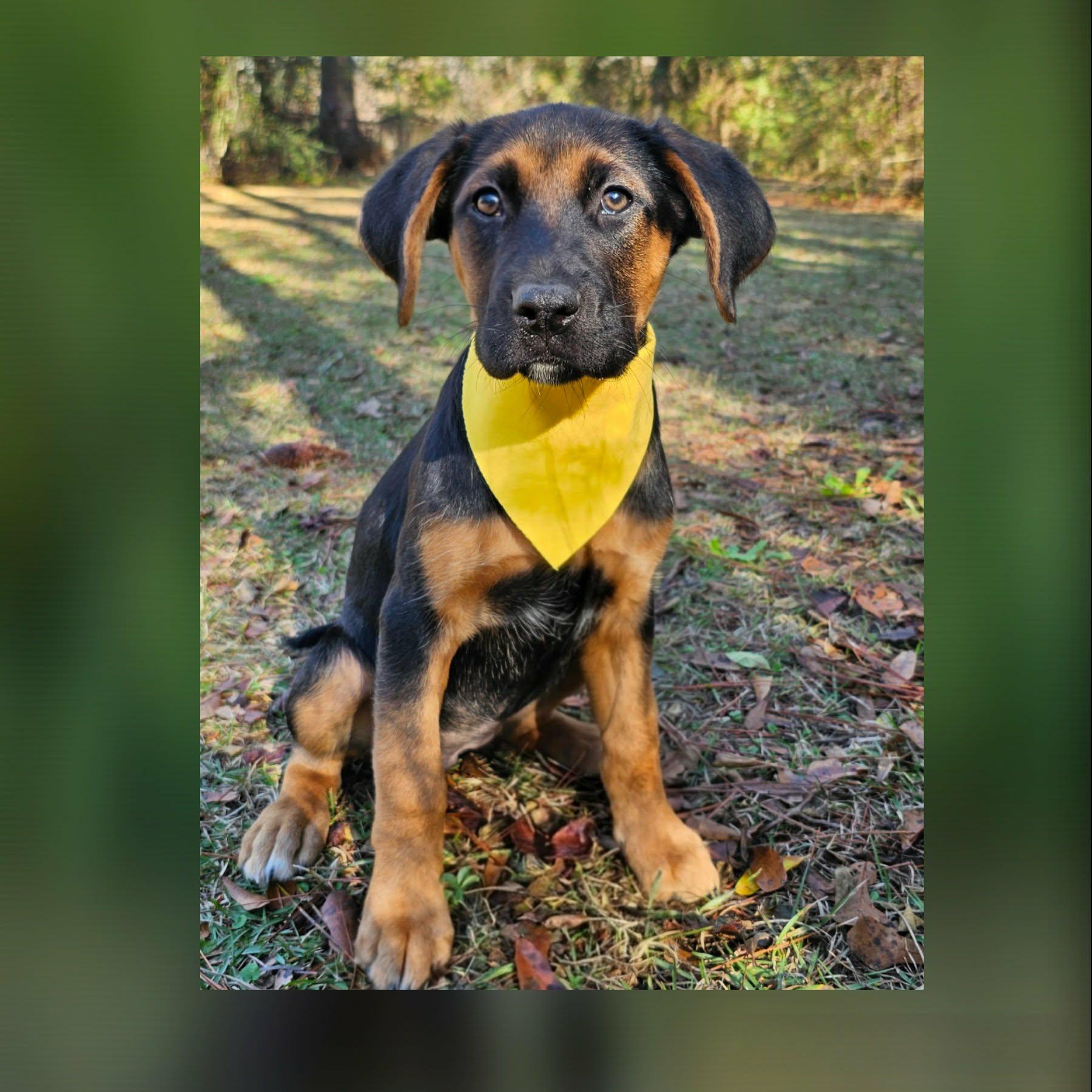 Enlarge Suzy , a Adoptable Mixed Breed in Argyle, NY image 2/6