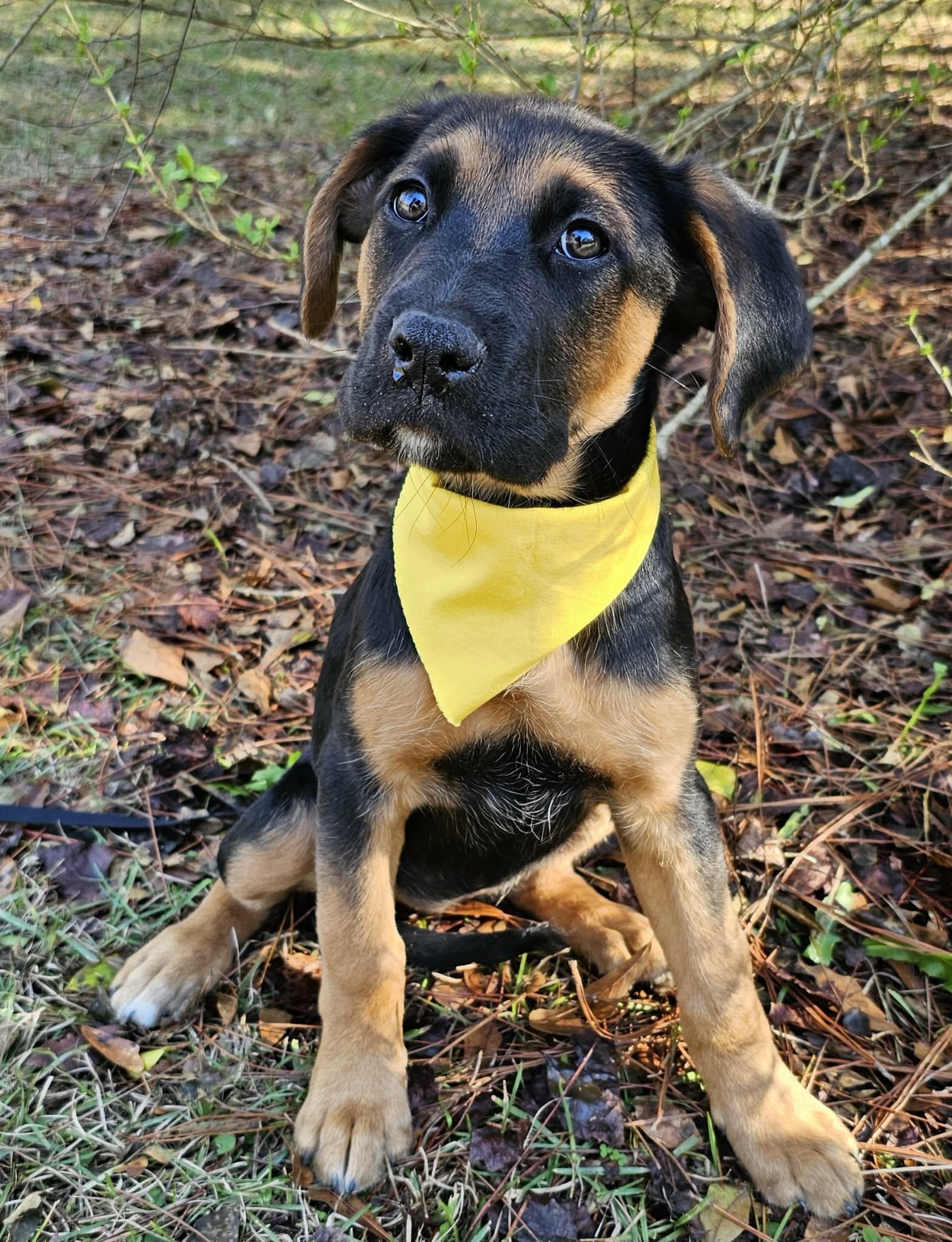 Enlarge Suzy , a Adoptable Mixed Breed in Argyle, NY image 3/6