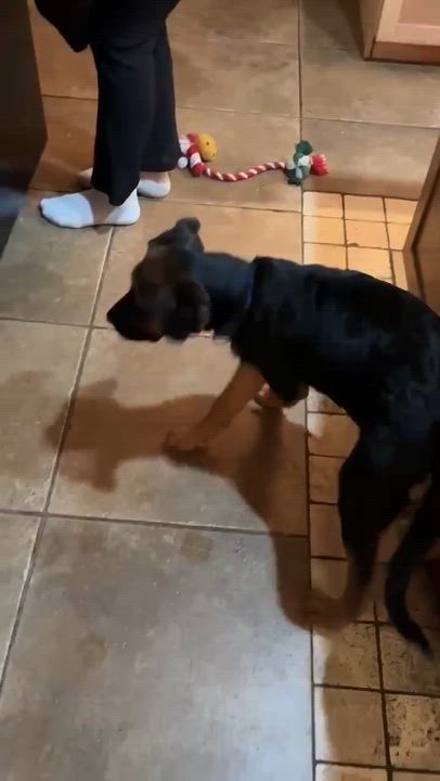 Enlarge Suzy , a Adoptable Mixed Breed in Argyle, NY video 6/6