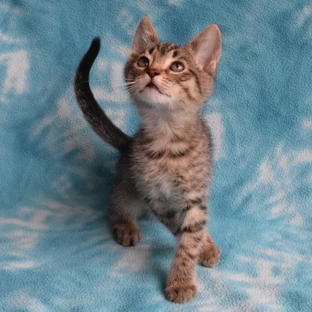 Mister, Adoptable, Kitten Male Domestic Short Hair.