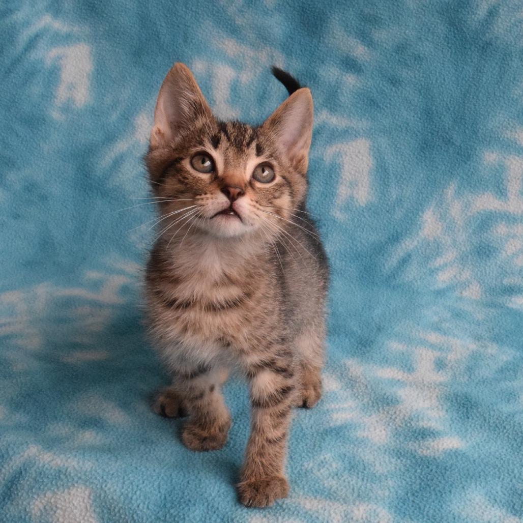 Mister, a Adoptable Domestic Short Hair in Eureka, CA image 2/3