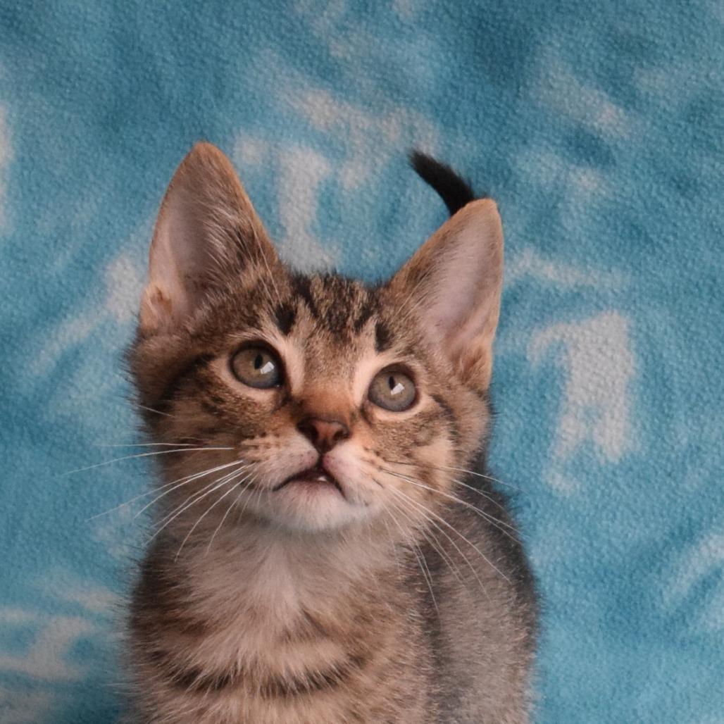 Mister, a Adoptable Domestic Short Hair in Eureka, CA image 3/3