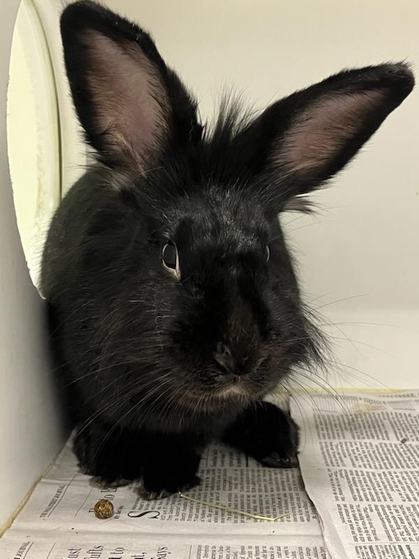 Zigzag (ID 47883/2617)