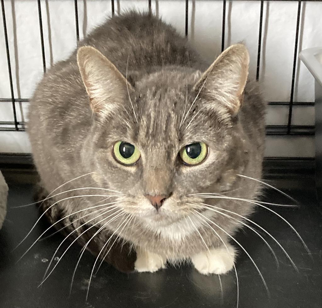Lily, Adoptable, Senior Female Domestic Short Hair.