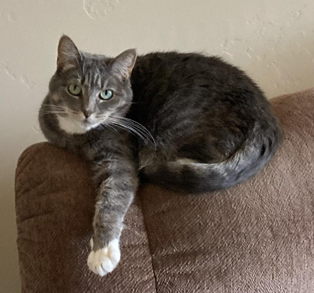 Enlarge Lily, a Adoptable mixed breed in Ontario, OR image 2/2