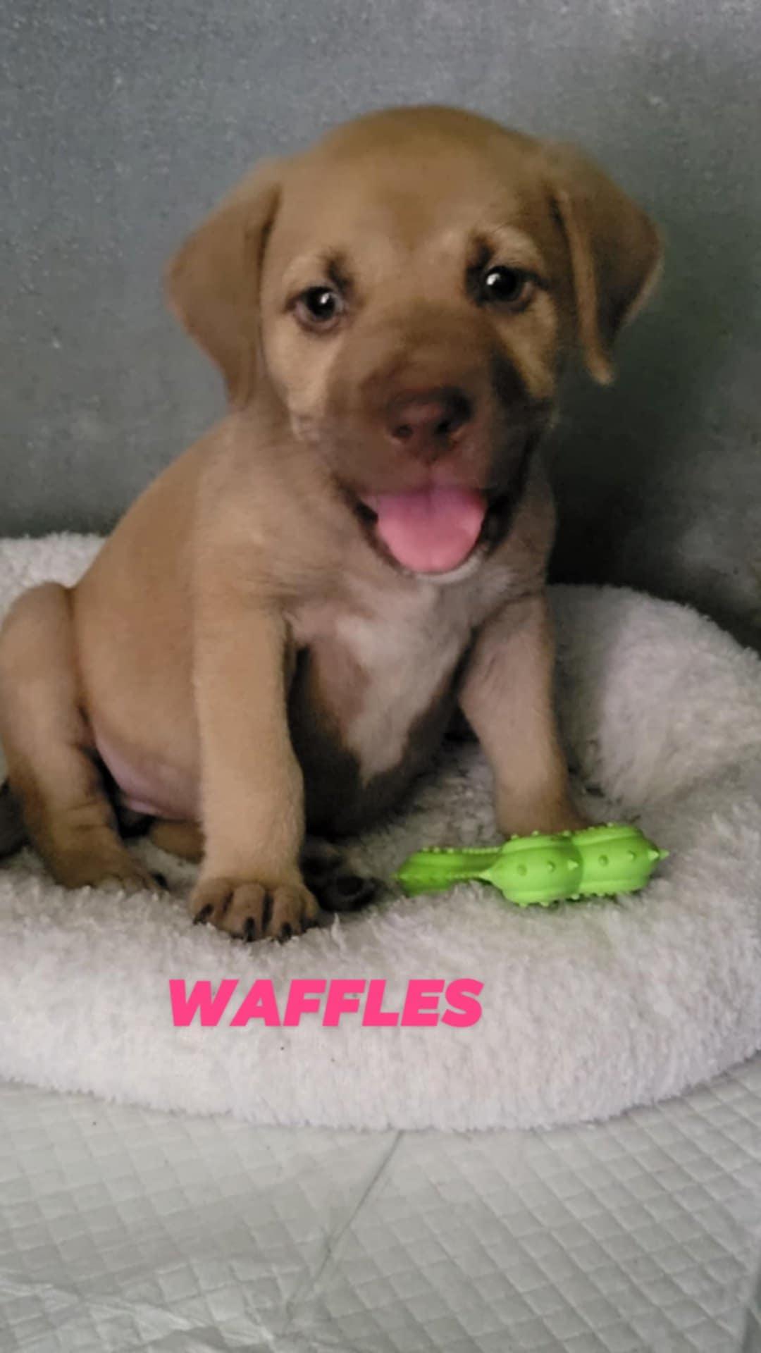 Waffles, Adopted, Puppy Female Hound.