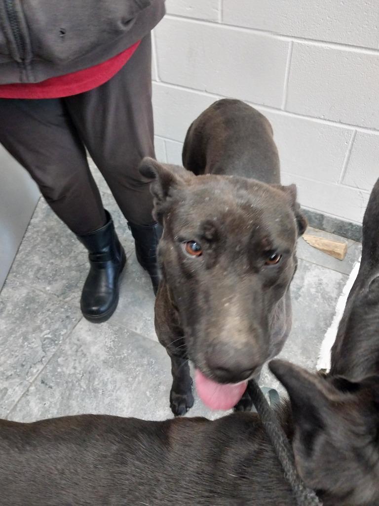 Sky, Adoptable, Adult Female Mixed Breed.