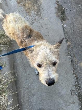 Mister Man, ADOPTABLE, Adult Male Terrier.