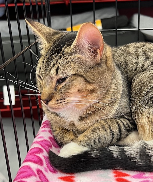 Enlarge Mittens, a Adopted Tabby in Kalama, WA image 2/4