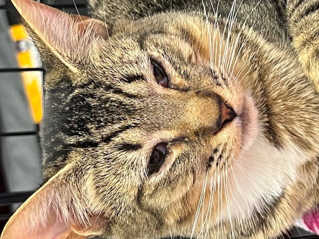 Enlarge Mittens, a Adopted Tabby in Kalama, WA image 1/4