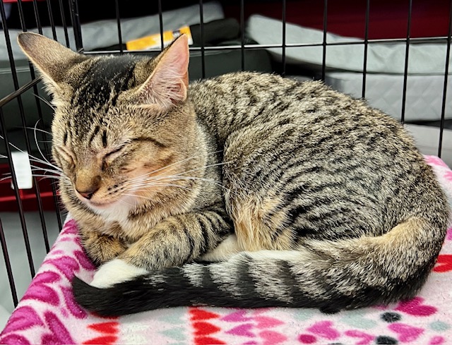 Enlarge Mittens, a Adopted Tabby in Kalama, WA image 3/4