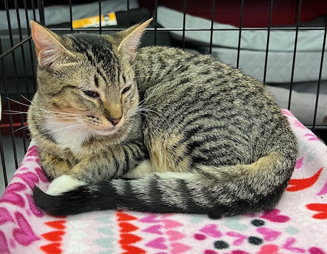 Enlarge Mittens, a Adopted Tabby in Kalama, WA image 4/4