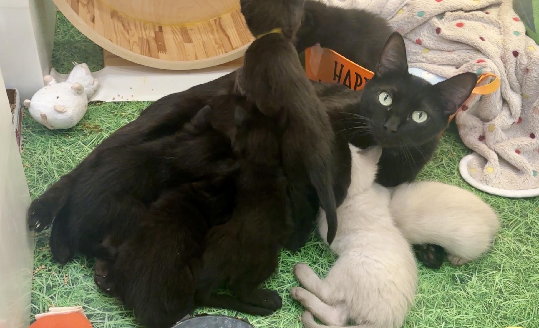 Morticia, Adoptable, Kitten Female Domestic Short Hair.