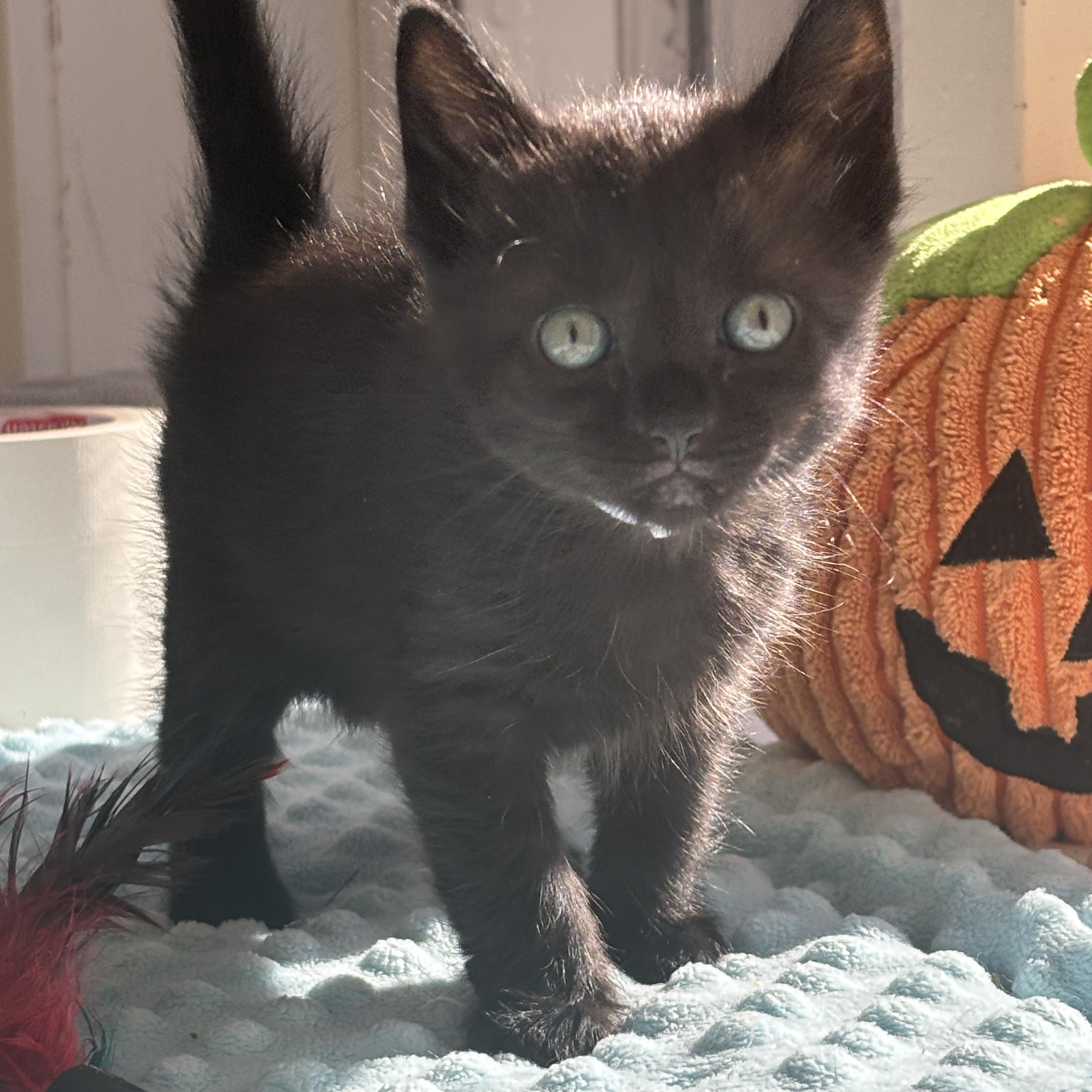 Morticia, a Adoptable Domestic Short Hair in Langley, BC image 2/2