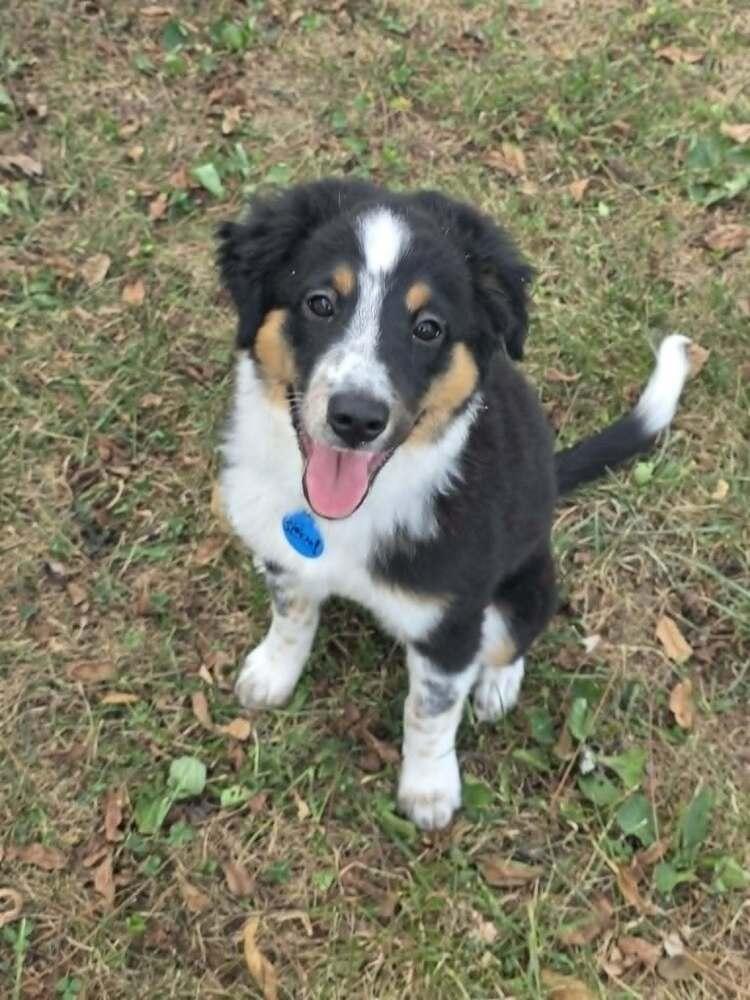 Enlarge Betsy, a Adoptable mixed breed in Troy, IL image 3/6