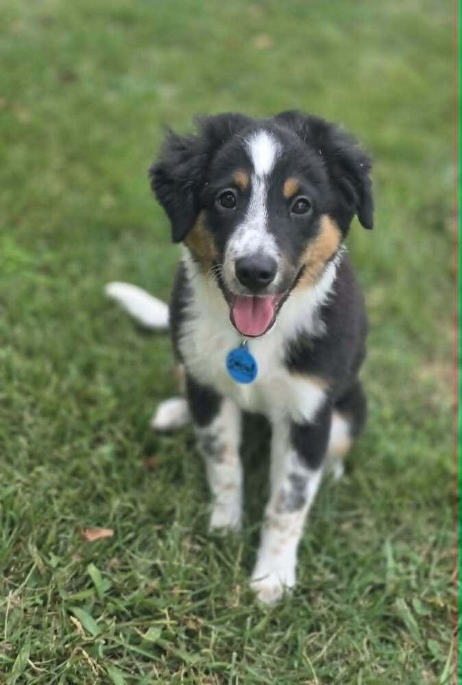 Enlarge Betsy, a Adoptable mixed breed in Troy, IL image 4/6
