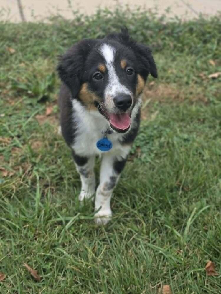 Enlarge Betsy, a Adoptable mixed breed in Troy, IL image 5/6