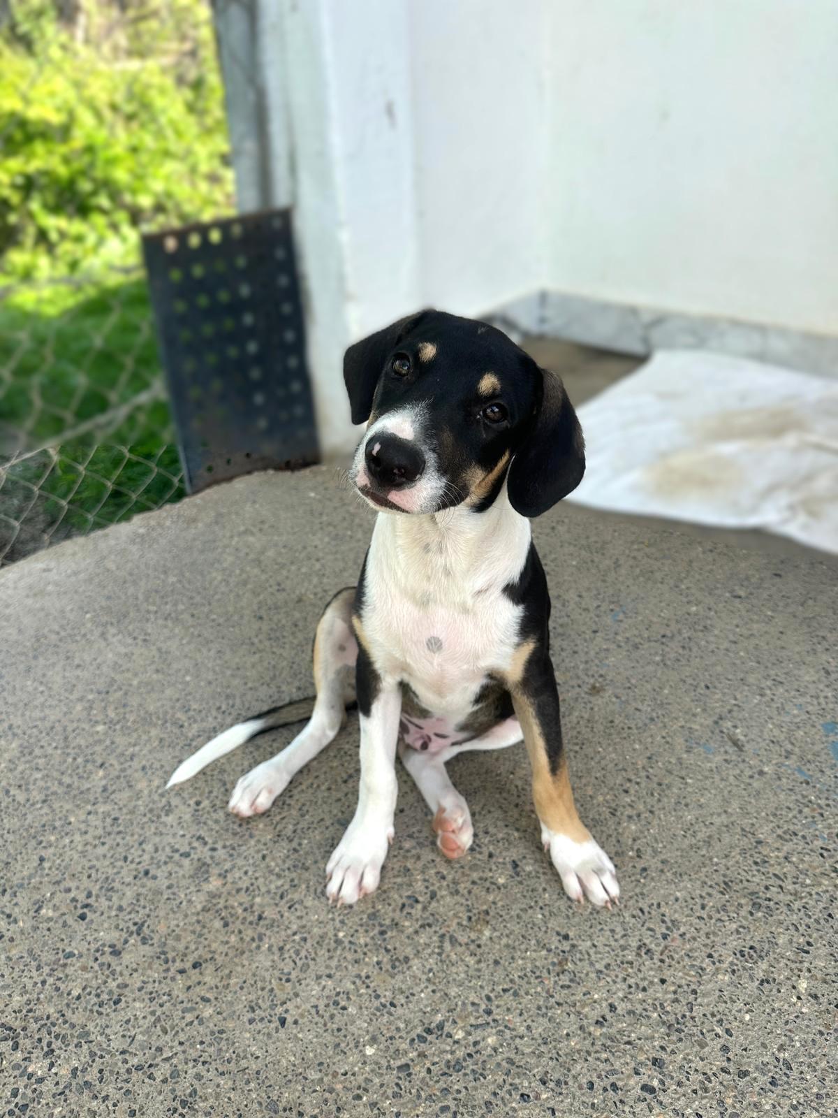 Enlarge Fonzie, an adopted mixed breed in Seattle, WA image 4/5