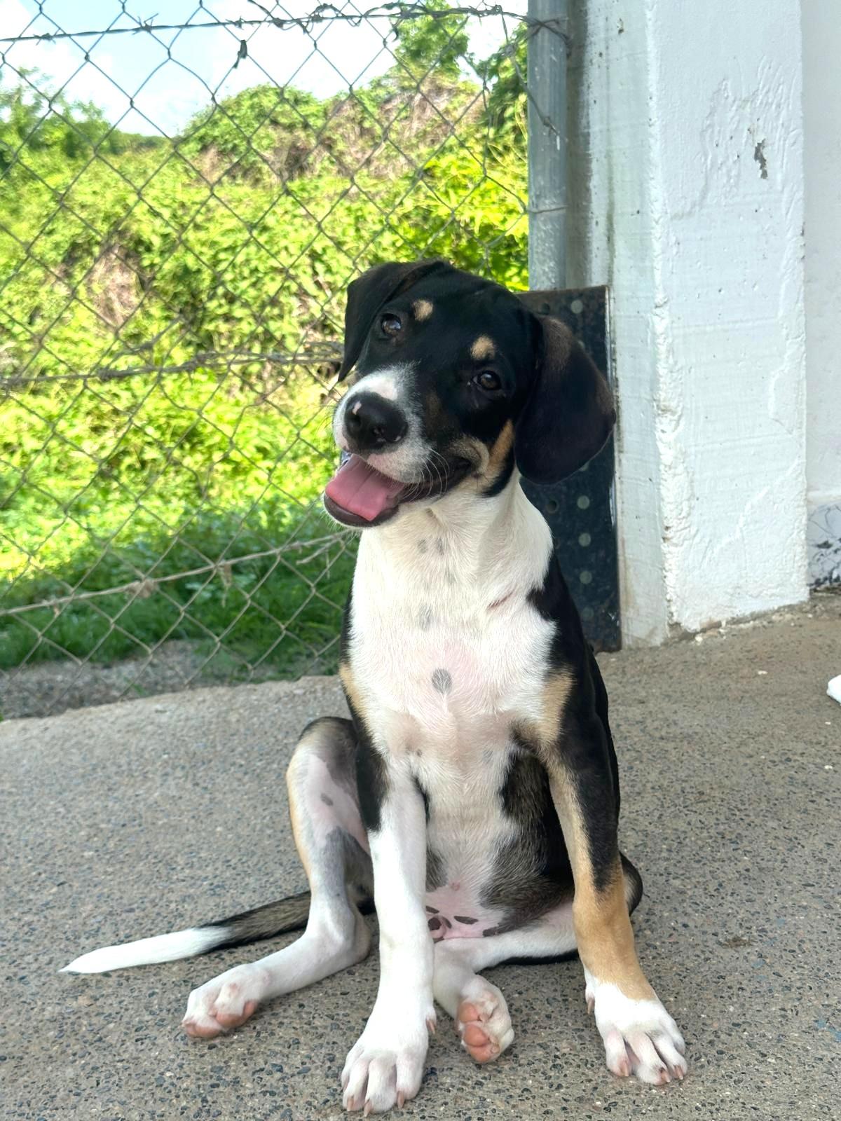 Enlarge Fonzie, an adopted mixed breed in Seattle, WA image 5/5