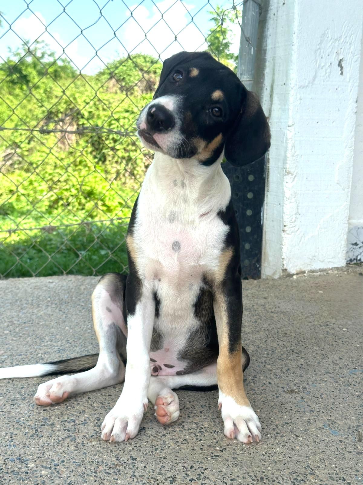 Enlarge Fonzie, an adopted mixed breed in Seattle, WA image 2/5