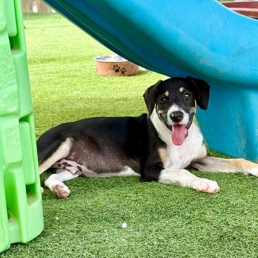 Fonzie, adopted, Puppy Male Border Collie & Cattle Dog.