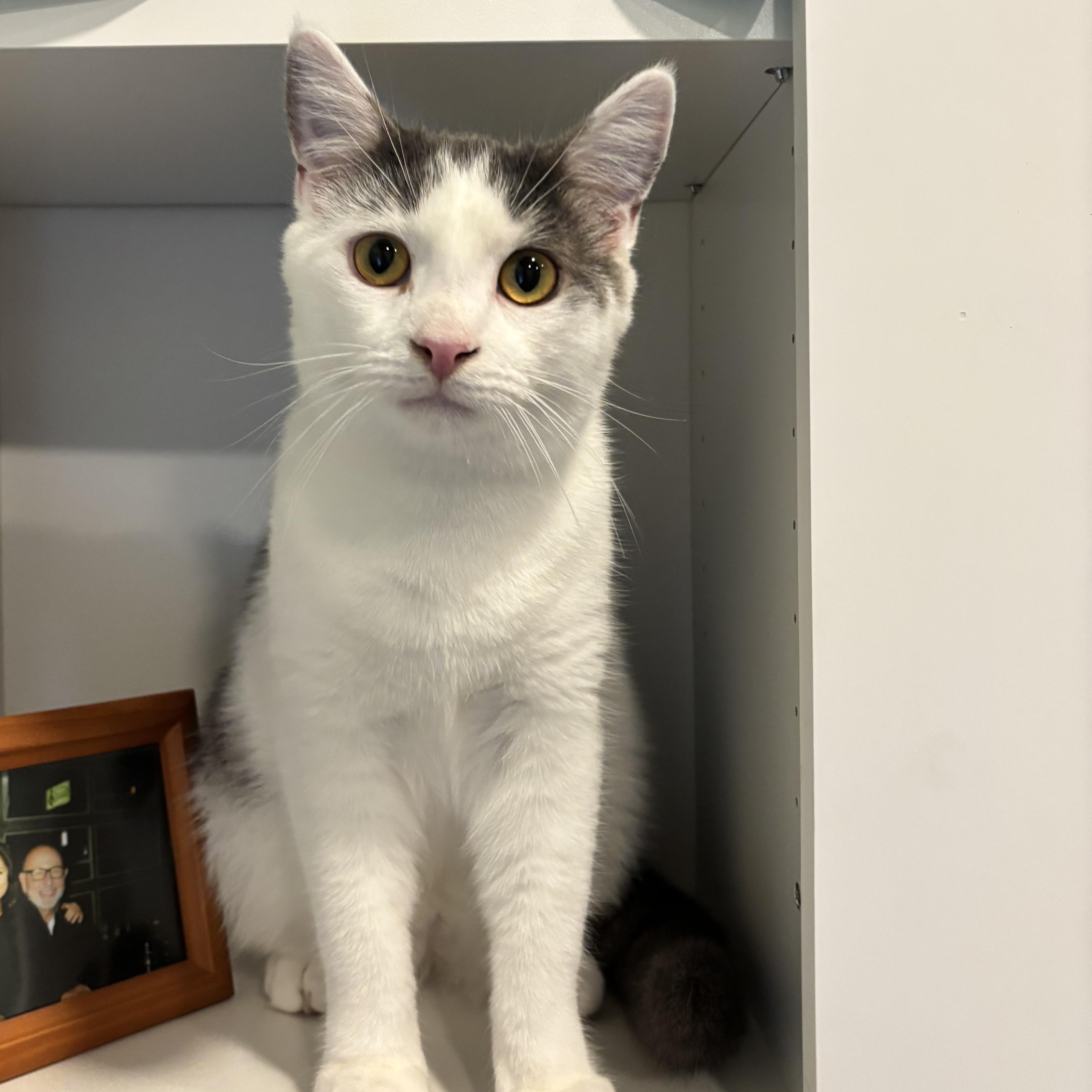 Stew, Baby Male Domestic Short Hair