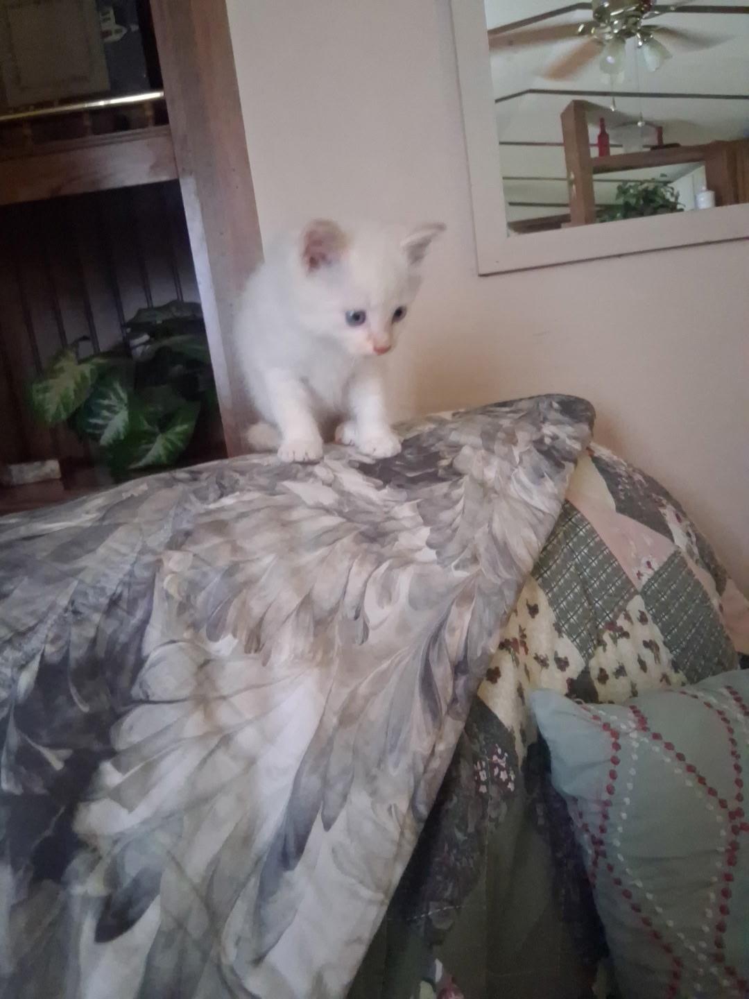 Baby the kitty *Courtesy Post*