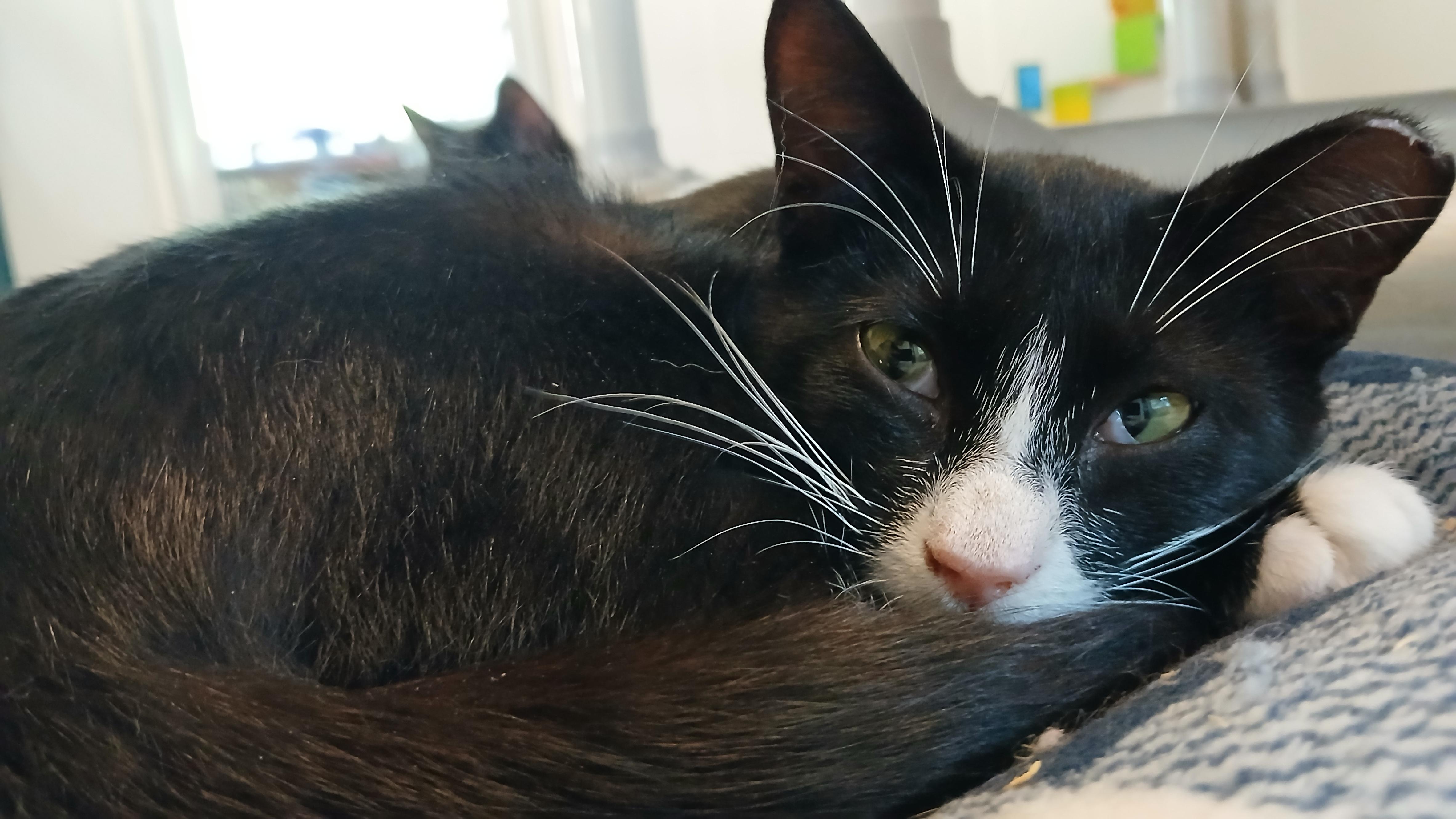 Enlarge Jorge, a Adoptable Domestic Short Hair in Cullowhee, NC image 3/6