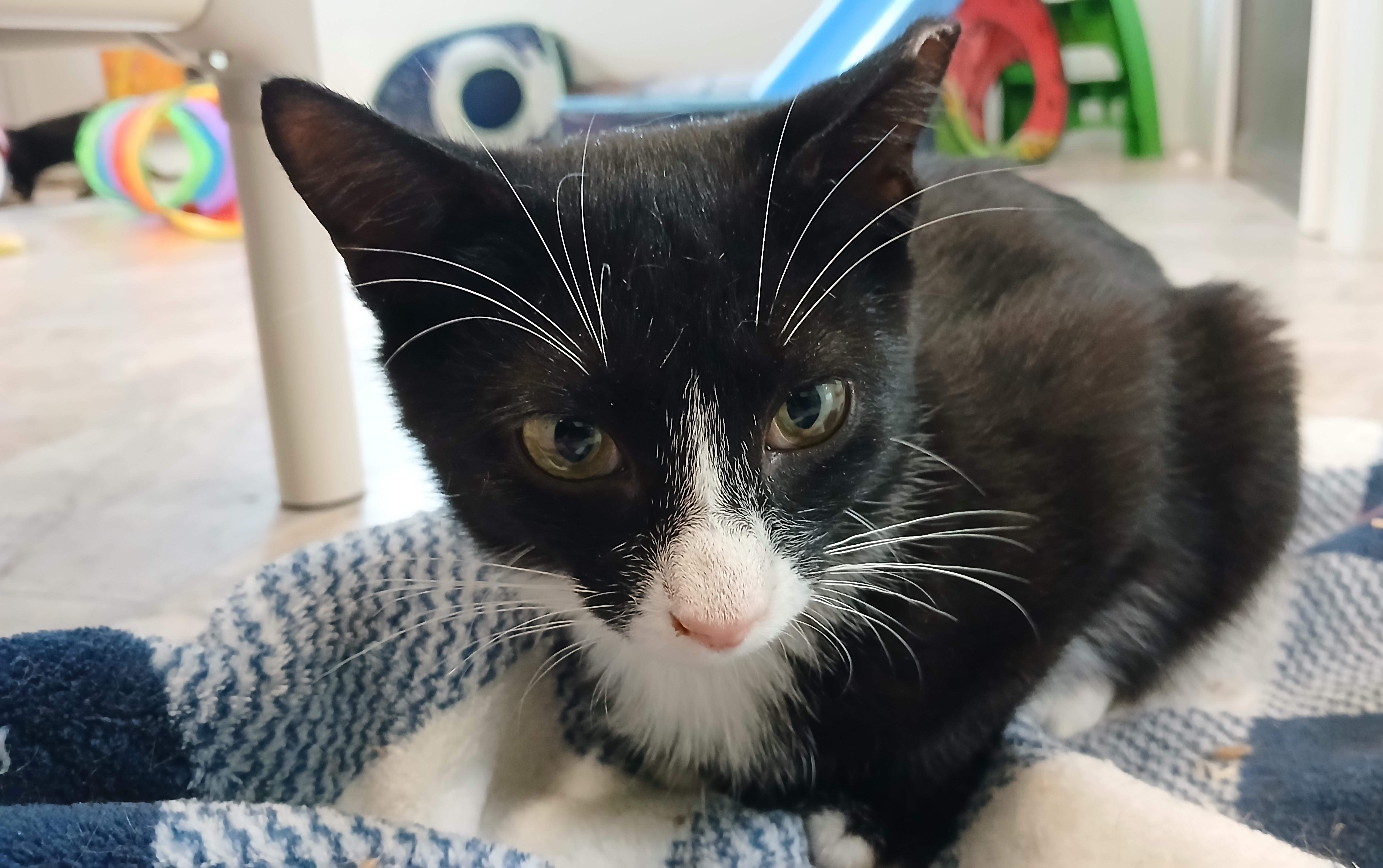 Enlarge Jorge, a Adoptable Domestic Short Hair in Cullowhee, NC image 5/6