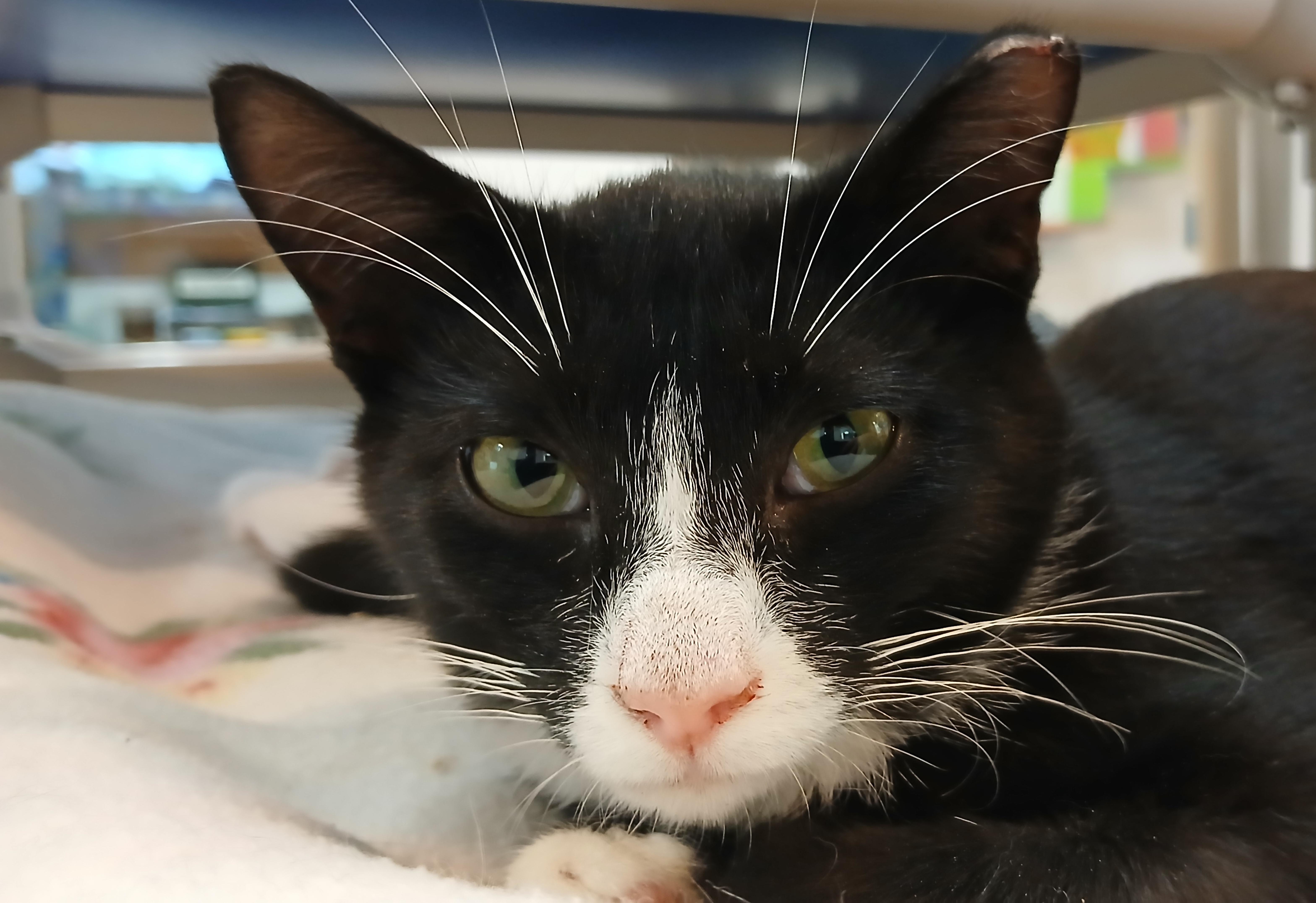 Enlarge Jorge, a Adoptable Domestic Short Hair in Cullowhee, NC image 1/6