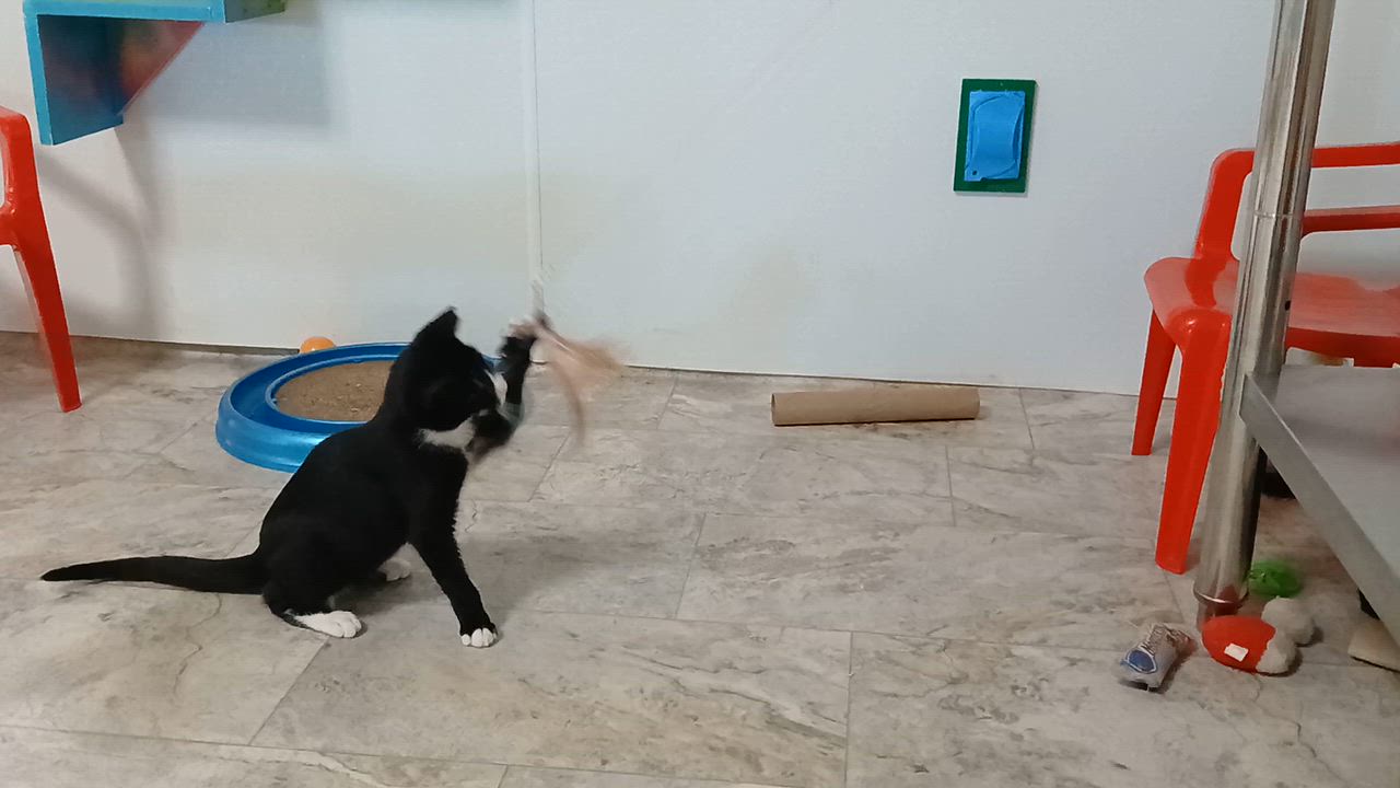 Enlarge Jorge, a Adoptable Domestic Short Hair in Cullowhee, NC video 2/6