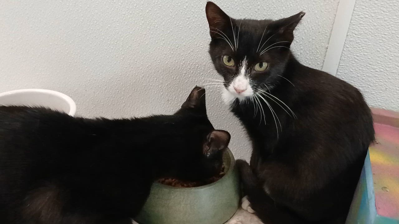 Enlarge Jorge, a Adoptable Domestic Short Hair in Cullowhee, NC video 6/6