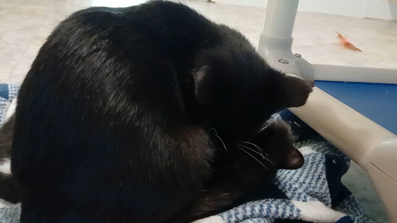 Enlarge Jorge, a Adoptable Domestic Short Hair in Cullowhee, NC video 4/6