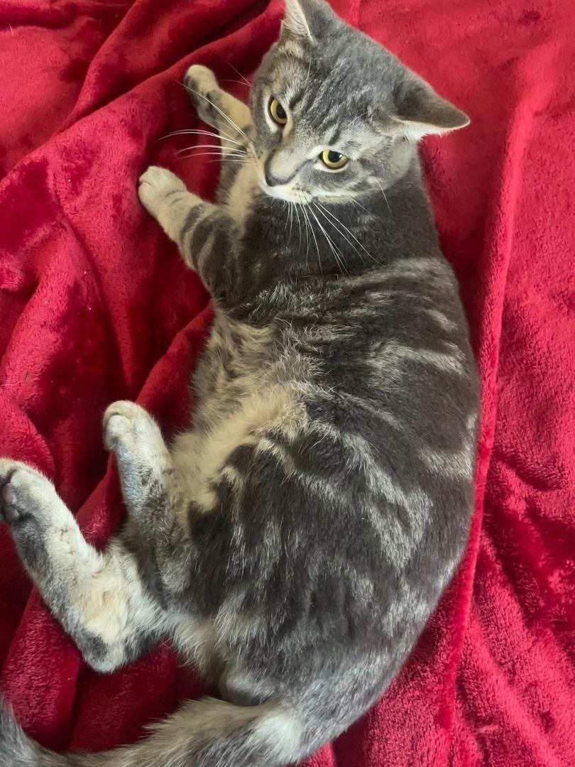 Simon, a Adoptable Domestic Short Hair in Colorado Springs, CO image 4/4