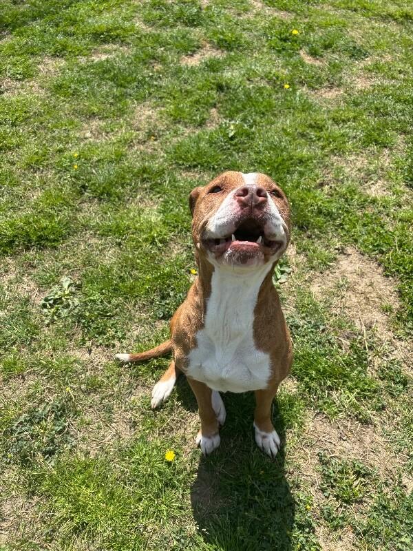 Juniper, Adoptable, Adult Female Boxer & Mixed Breed.