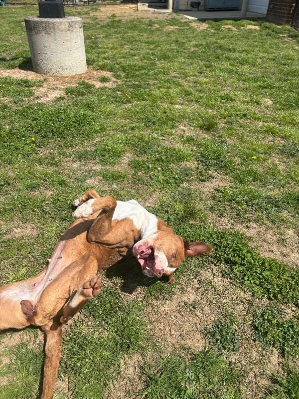 Enlarge Juniper, a Adoptable mixed breed in Disputanta, VA image 2/6