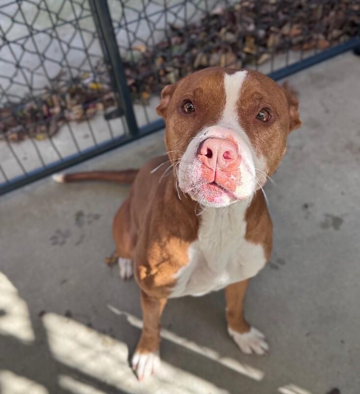 Juniper, Adoptable, Adult Female Boxer & Mixed Breed.