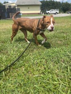 Juniper, a Adoptable mixed breed in Disputanta, VA image 2/4