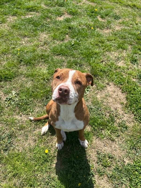 Enlarge Juniper, a Adoptable mixed breed in Disputanta, VA image 4/6