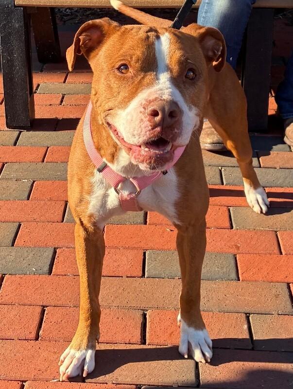 Juniper, a Adoptable mixed breed in Disputanta, VA image 3/4