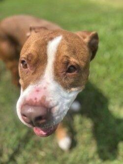 Juniper, a Adoptable mixed breed in Disputanta, VA image 4/4