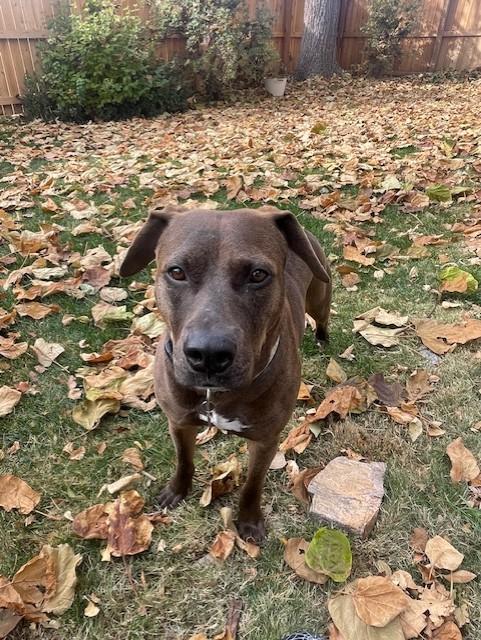 Zola, Adoptable, Adult Female Chocolate Labrador Retriever.