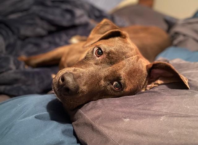 Zola, Adoptable, Adult Female Chocolate Labrador Retriever.