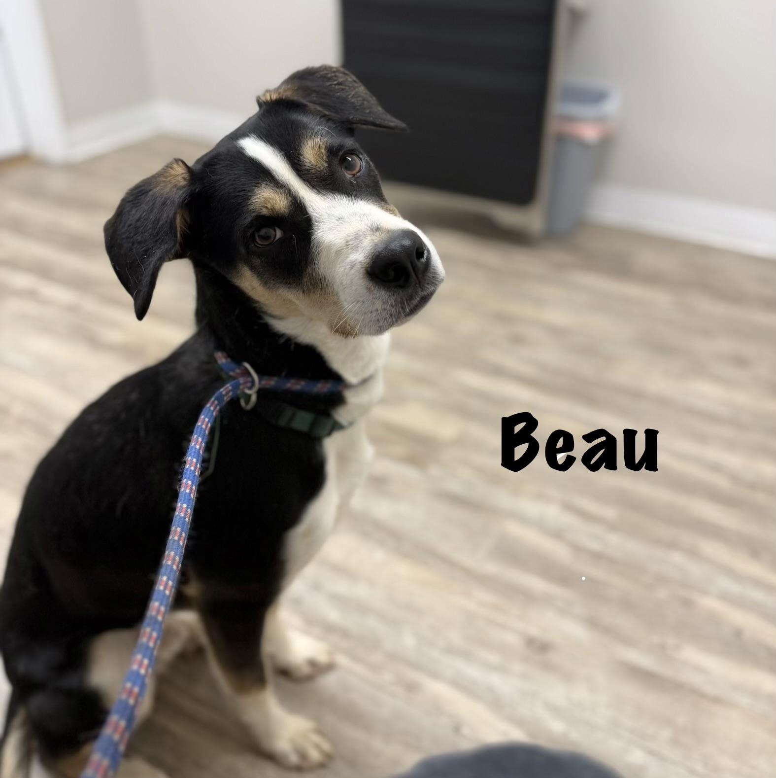 Enlarge Beau, a Adoptable mixed breed in Senatobia, MS image 1/3