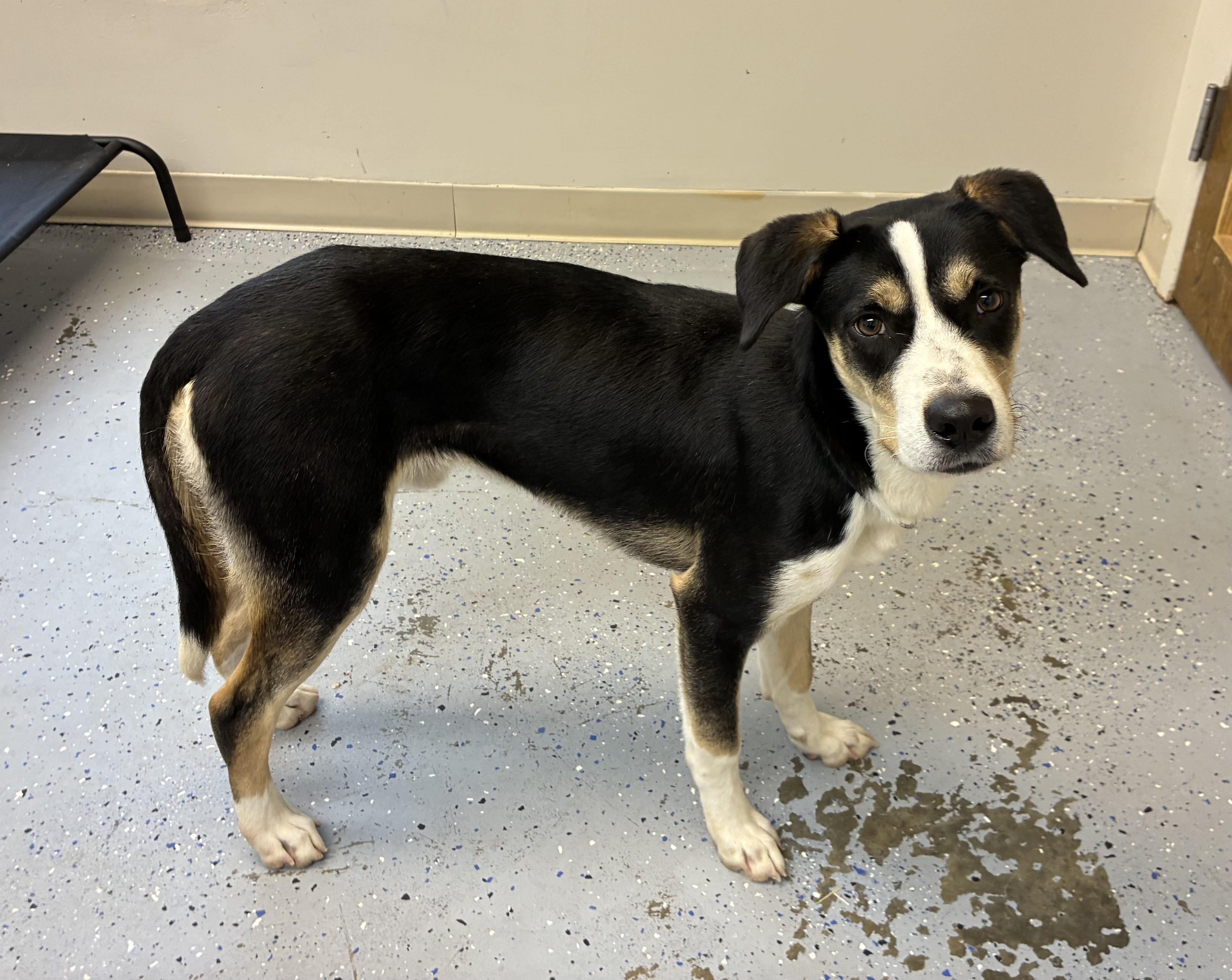 Enlarge Beau, a Adoptable mixed breed in Senatobia, MS image 2/3