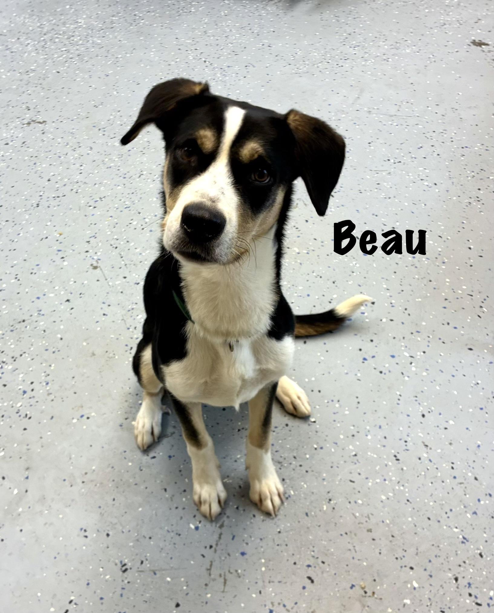 Enlarge Beau, a Adoptable mixed breed in Senatobia, MS image 3/3
