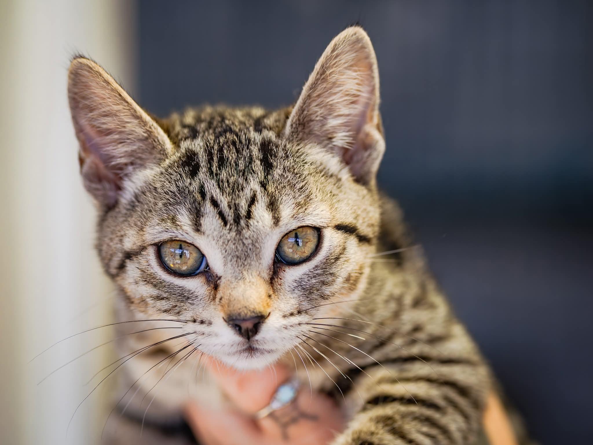 Savannah , ADOPTABLE, Kitten Female Domestic Short Hair.